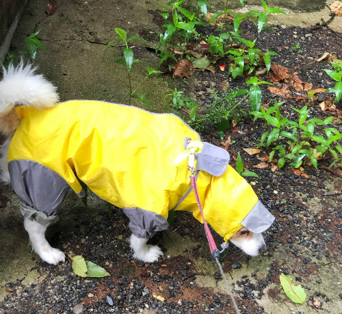 노령견과 함께 즐길 수 있는 신체활동