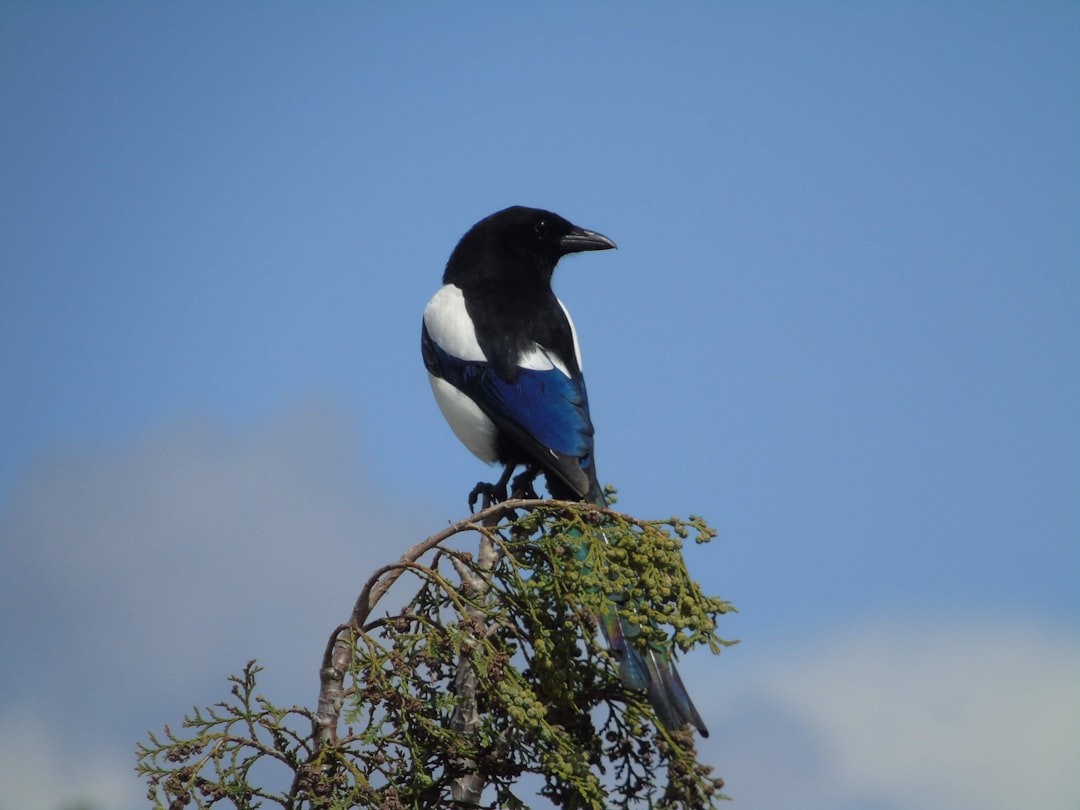 Magpie