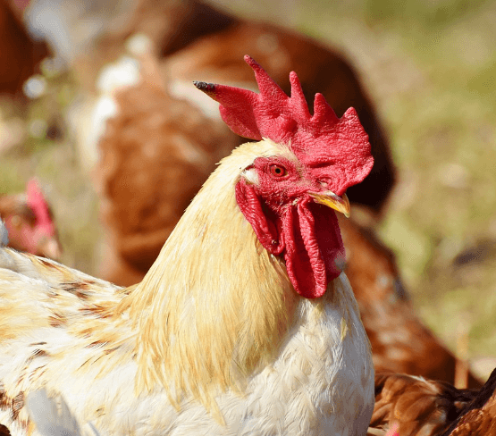 닭띠 무료 운세