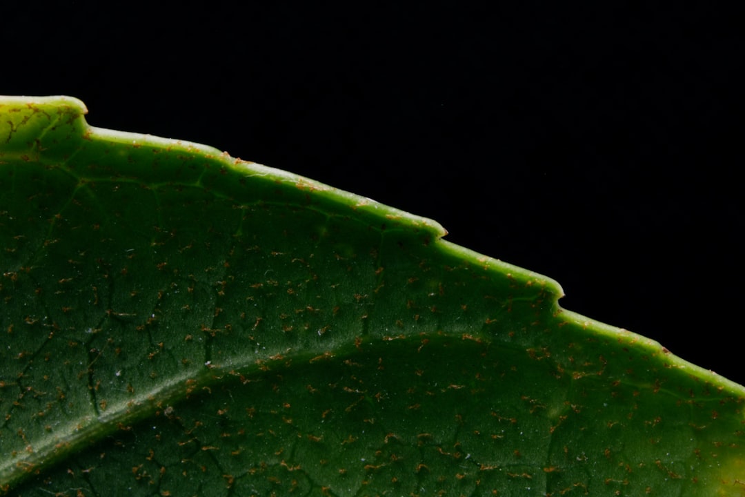 Identification
