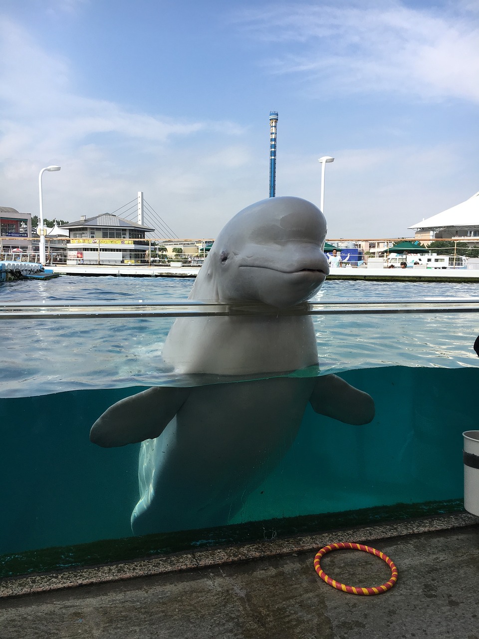 벨루가 사진