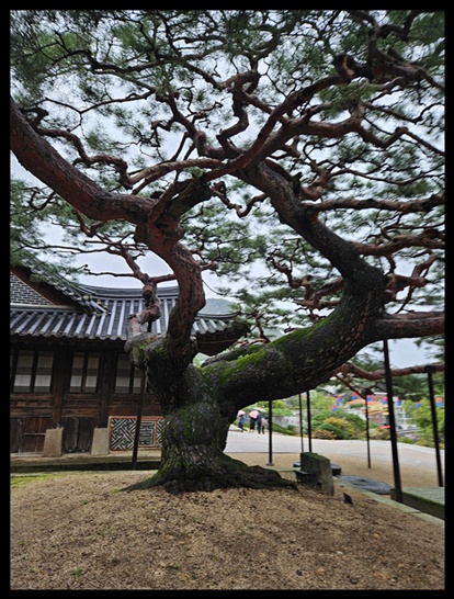 석파정의 아름다움 속에서 천경자의 화려한 슬픔을 보다: 추석 천경자전 관람 후기와 서울미술관정보