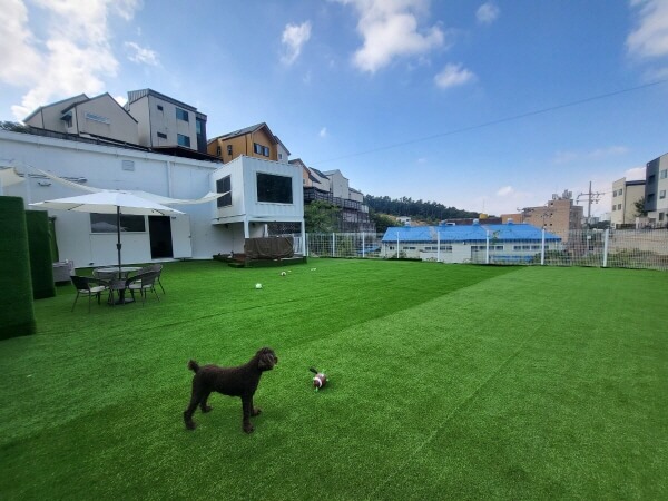 용인 반려견 카페 추천 BEST 3 : 실외 운동장·브런치 가능한 애견동반 명소 정리