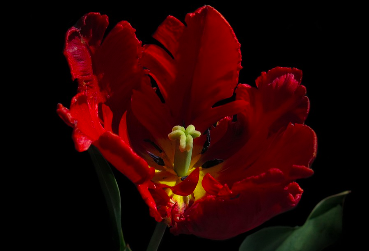 Black parrot tulip