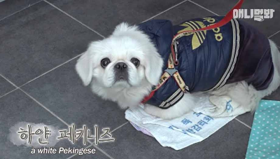 동물농장-유기견-흰둥이