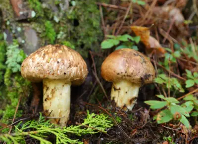 송이버섯 등급별 가격&amp;#44; 송이 등급 구분 방법