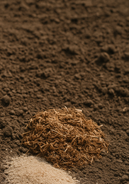 가을당근 파종시기