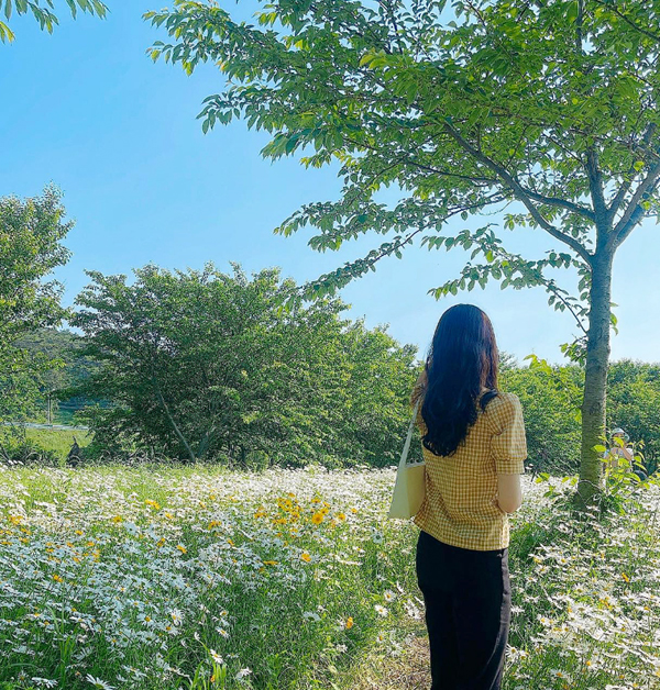 전국-샤스타데이지-명소-부안-변산