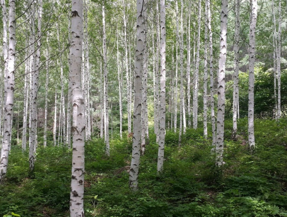 조경철 천문대 근처 자작나무