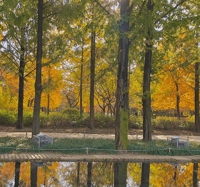 노랗게 물든 서울숲