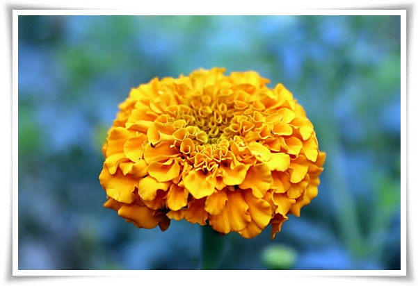 화초 "메리골드(금잔화)" 가을 정원에 황금빛 행복을 심어 보세요!