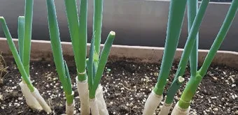 텃밭 대파 키우는 법 토양 북주기 웃거름 병해 예방_17