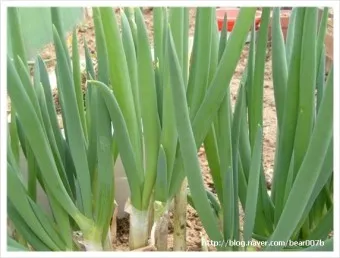 텃밭 대파 키우는 방법 파종 시기_23