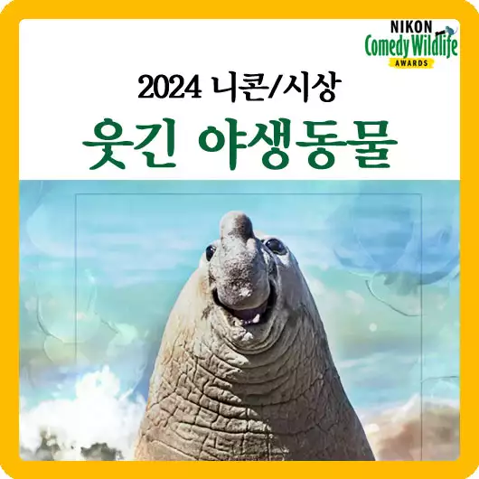 2024 니콘 웃긴 야생동물 사진 시상