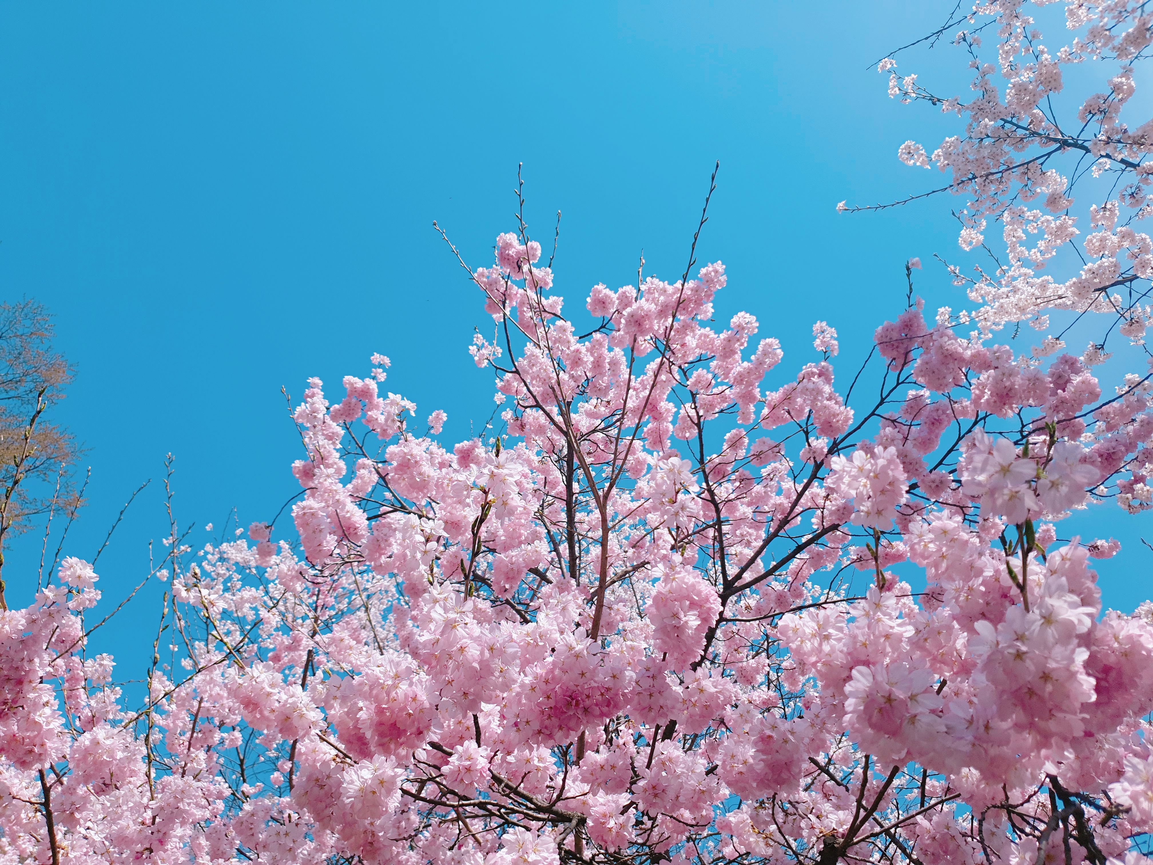제주공항 가까운 벚꽃명소