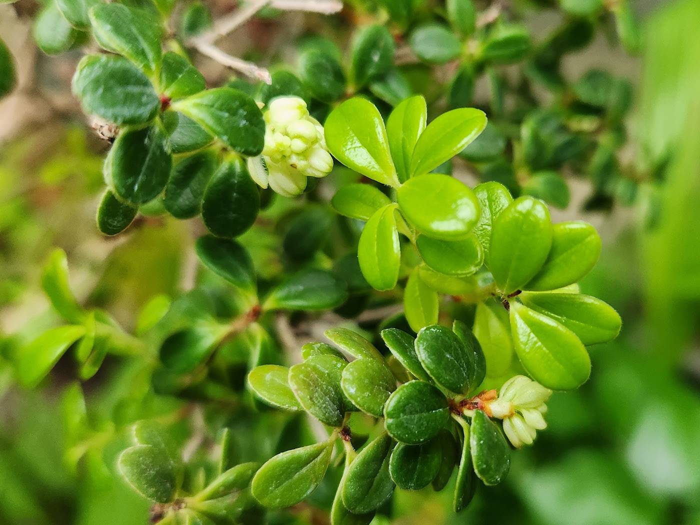 가울테리아(파스향나무) Gaultheria