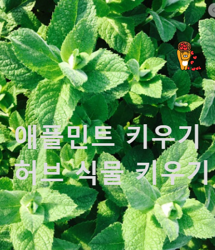 사과 향이 나는 애플민트 키우기
