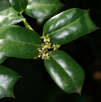 호랑가시나무 꽃2