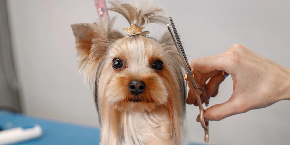 애견미용사 자격증 2