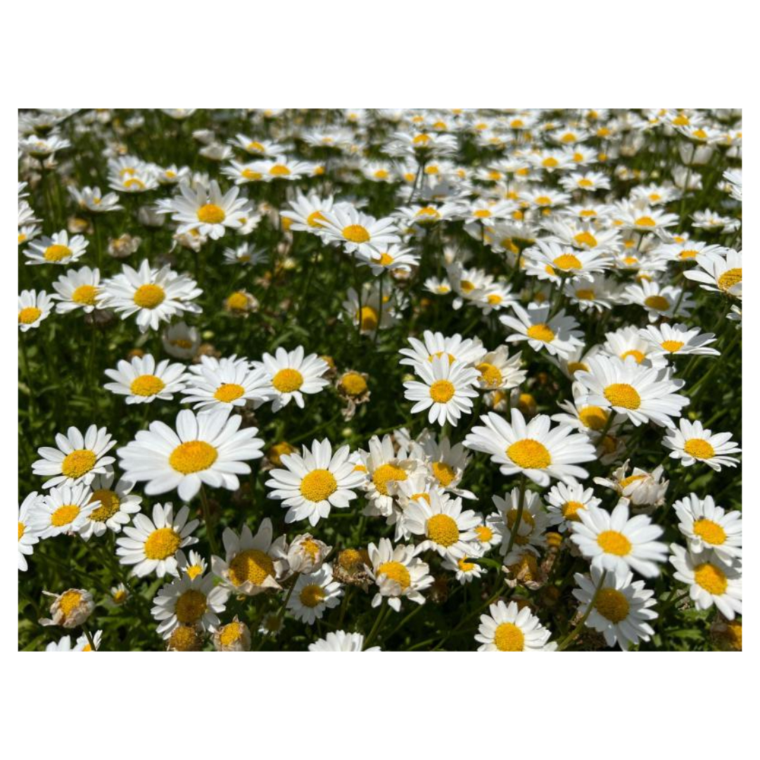 맥문동과 관련된 사진입니다.