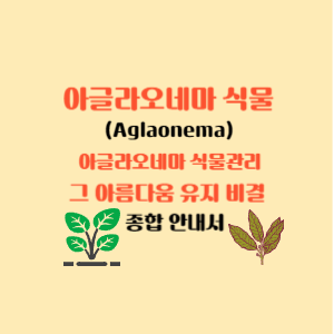 아글라오네마 식물 Aglonema plant 아글라오네마 식물의 아름다움 유지 비결 식물관리 종합 안내서