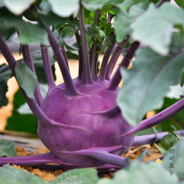 콜라비 효능│콜라비 효능 알고 드세요!