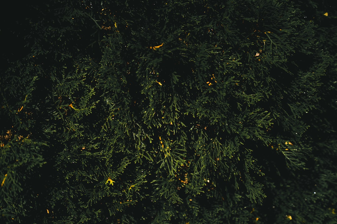 Vulvodynia