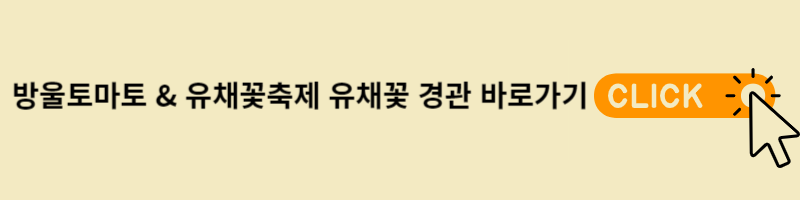 유채꽃 경관 바로가기