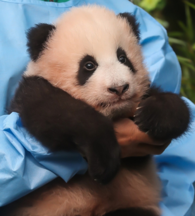 알트태그-생후 107일 된 푸바오 모습