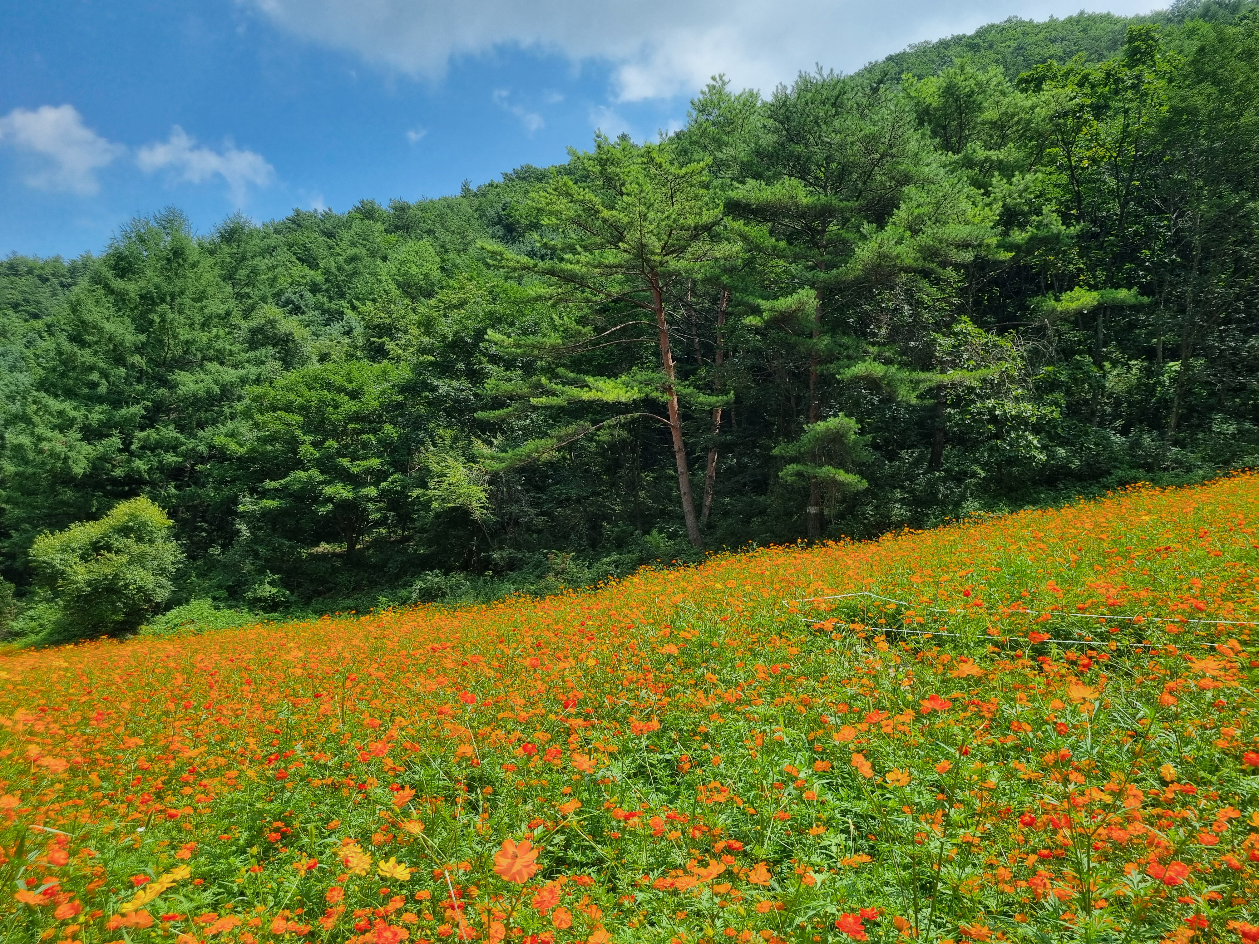 병방치 스카이워크