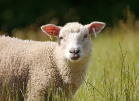 2025년 삼재띠 재물 나이