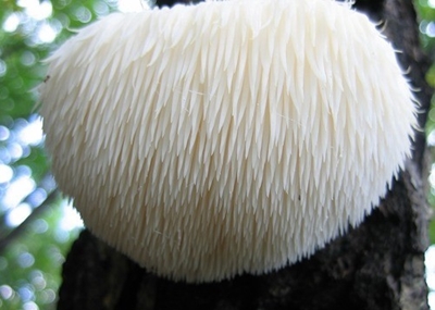 노루궁뎅이 버섯