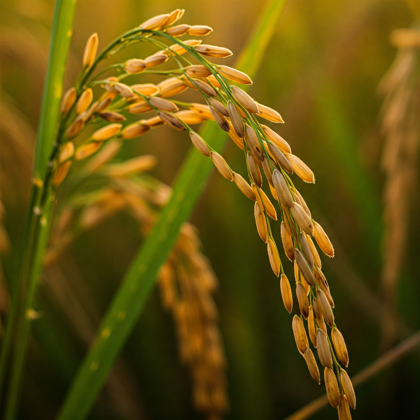 계절의 변화를 세분화한 24 절기 중 '백로' 이해하기