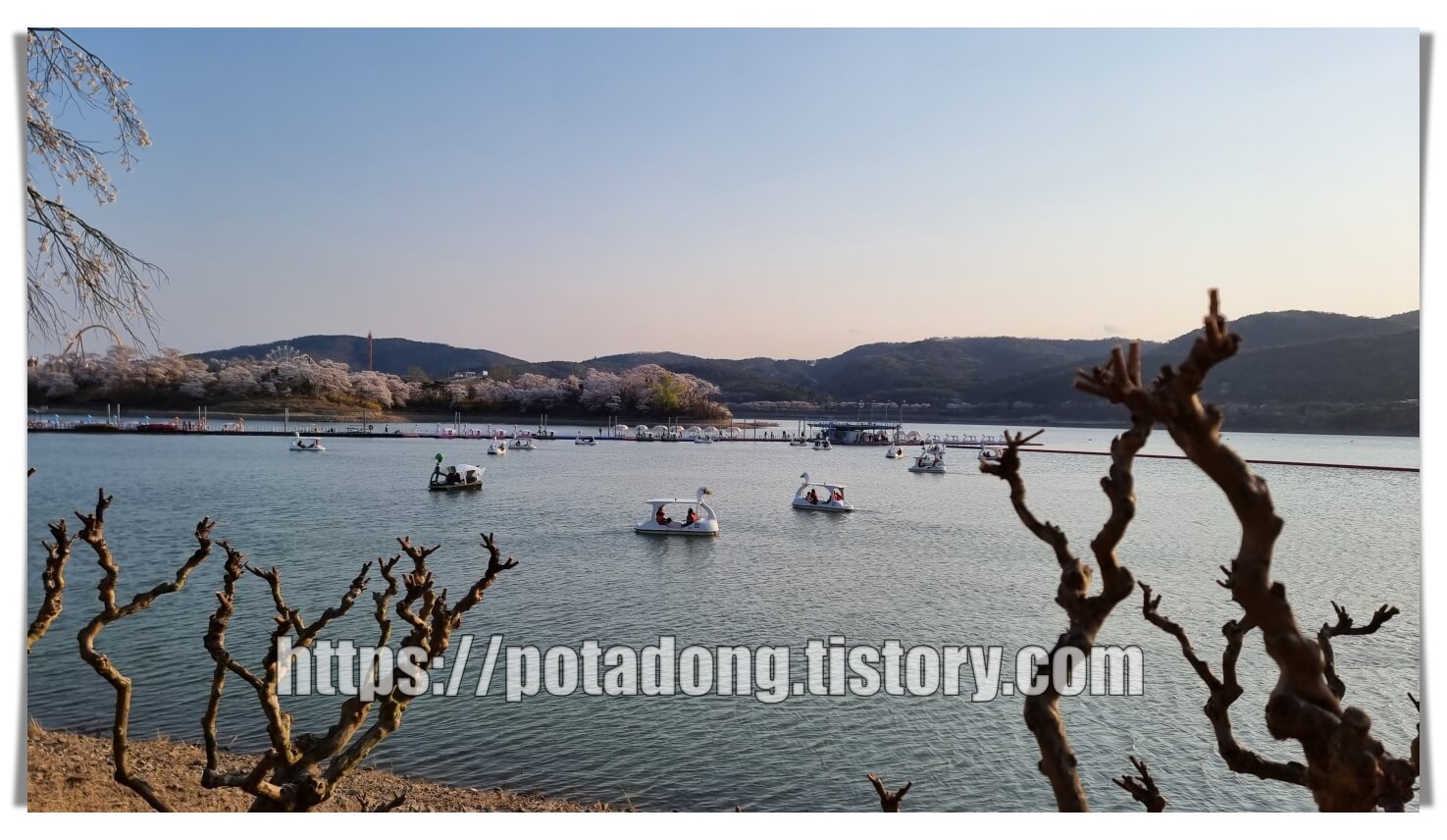 경주 보문호 벚꽃