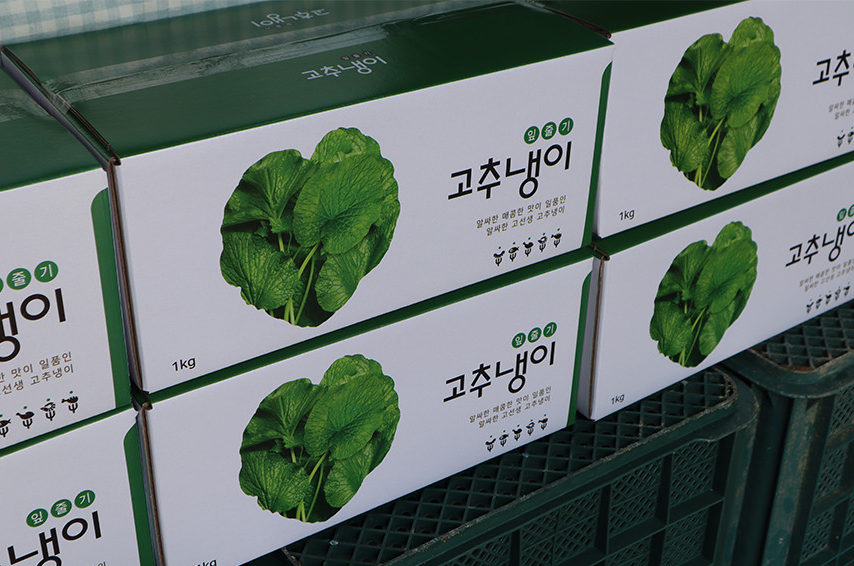 6시내고향 고추냉이 잎 꽃대 근경 생와사비 정가농원