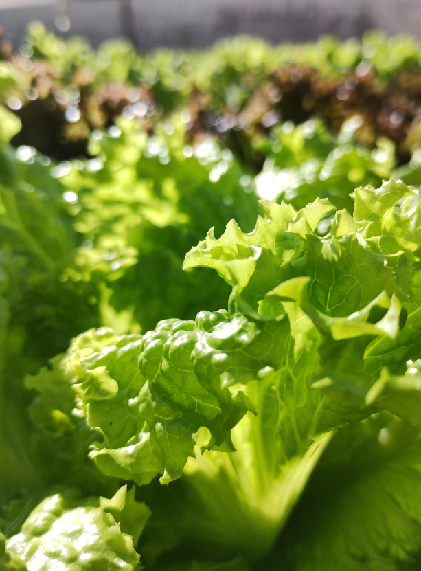 4월에 심는 작물 추천 리스트