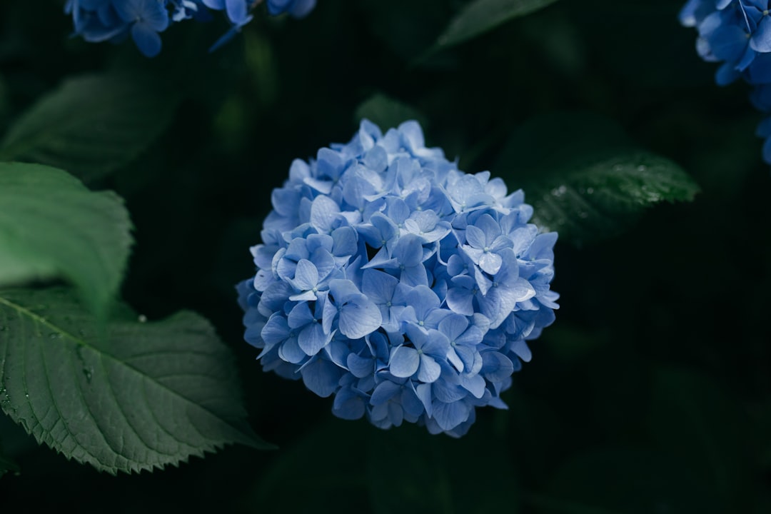 Hydrangea