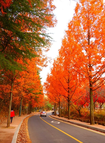 [2025 최신] 설악산 단풍 절정시기 완전공개! 실시간 단풍현황 &amp; 등산코스 BEST