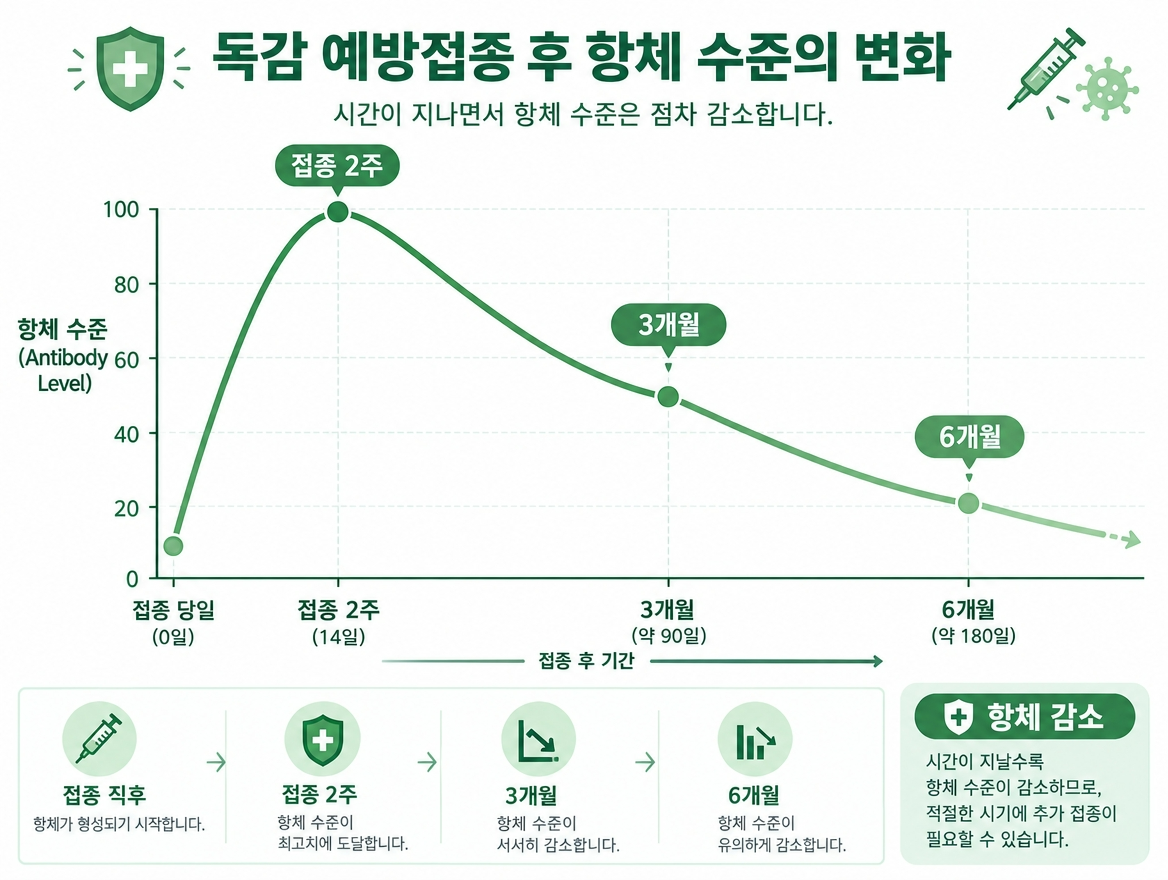 독감 백신 항체 지속 기간 감소 그래프