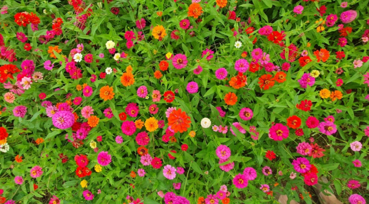 자라섬 꽃 페스타