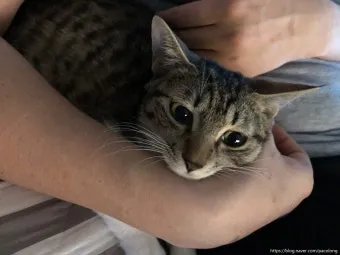 고양이가 집사를 신뢰하면 하는 행동_6