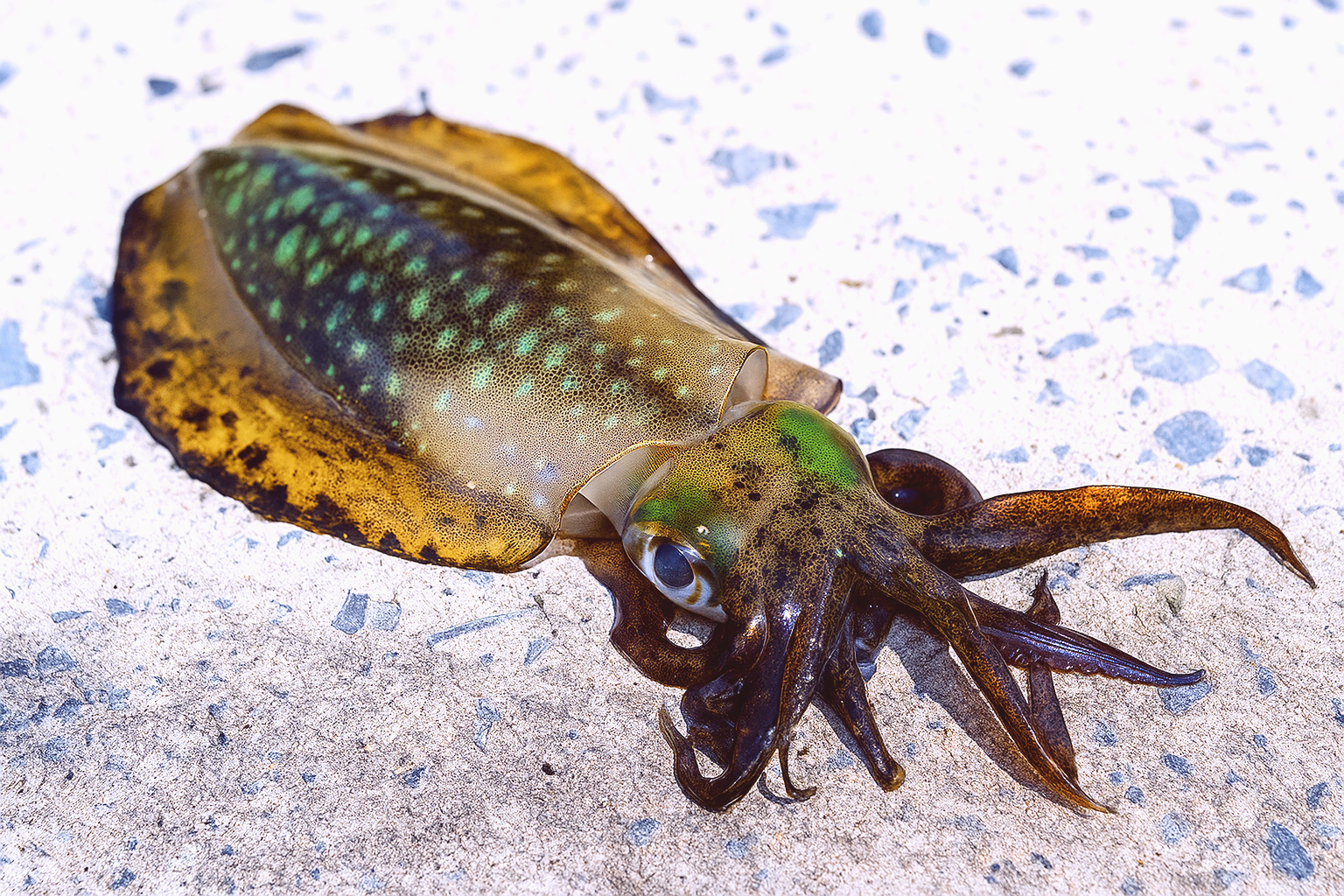 희귀어종 문어오징어