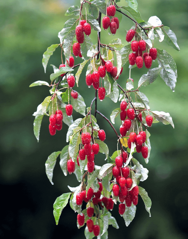 보리수 열매 사진 - 4