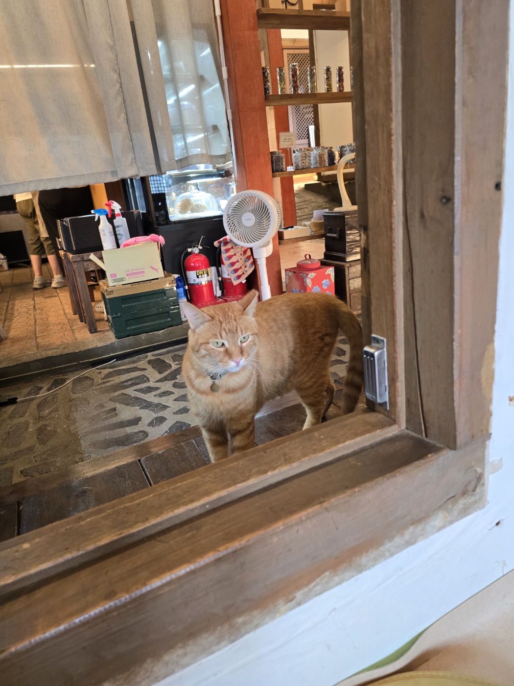 인사중인 고양이