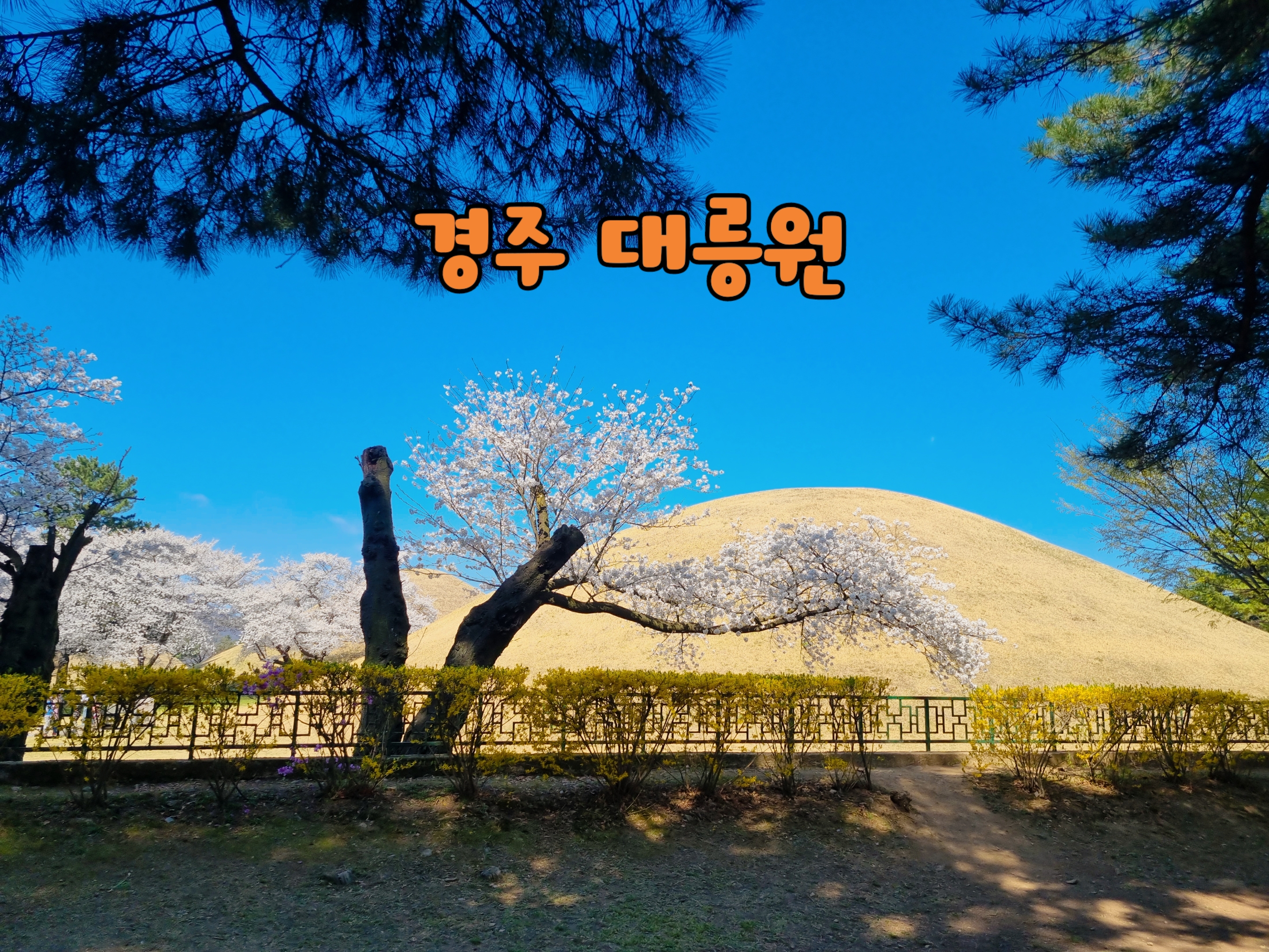 2025년 경주 대릉원 돌담길 벚꽃 축제