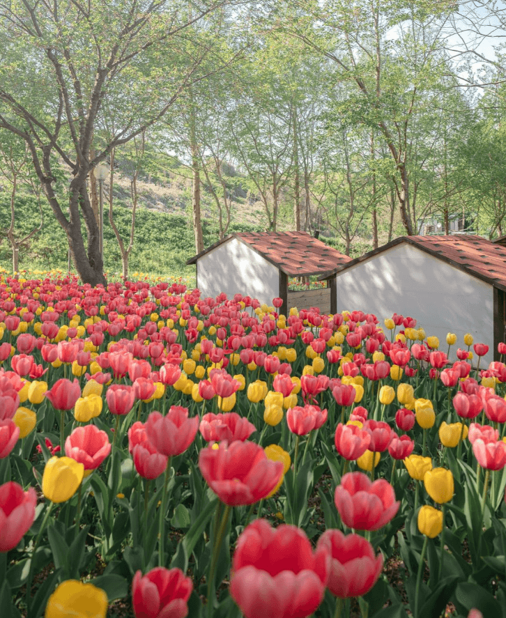 2025 풍기인삼축제 일정& 주차장