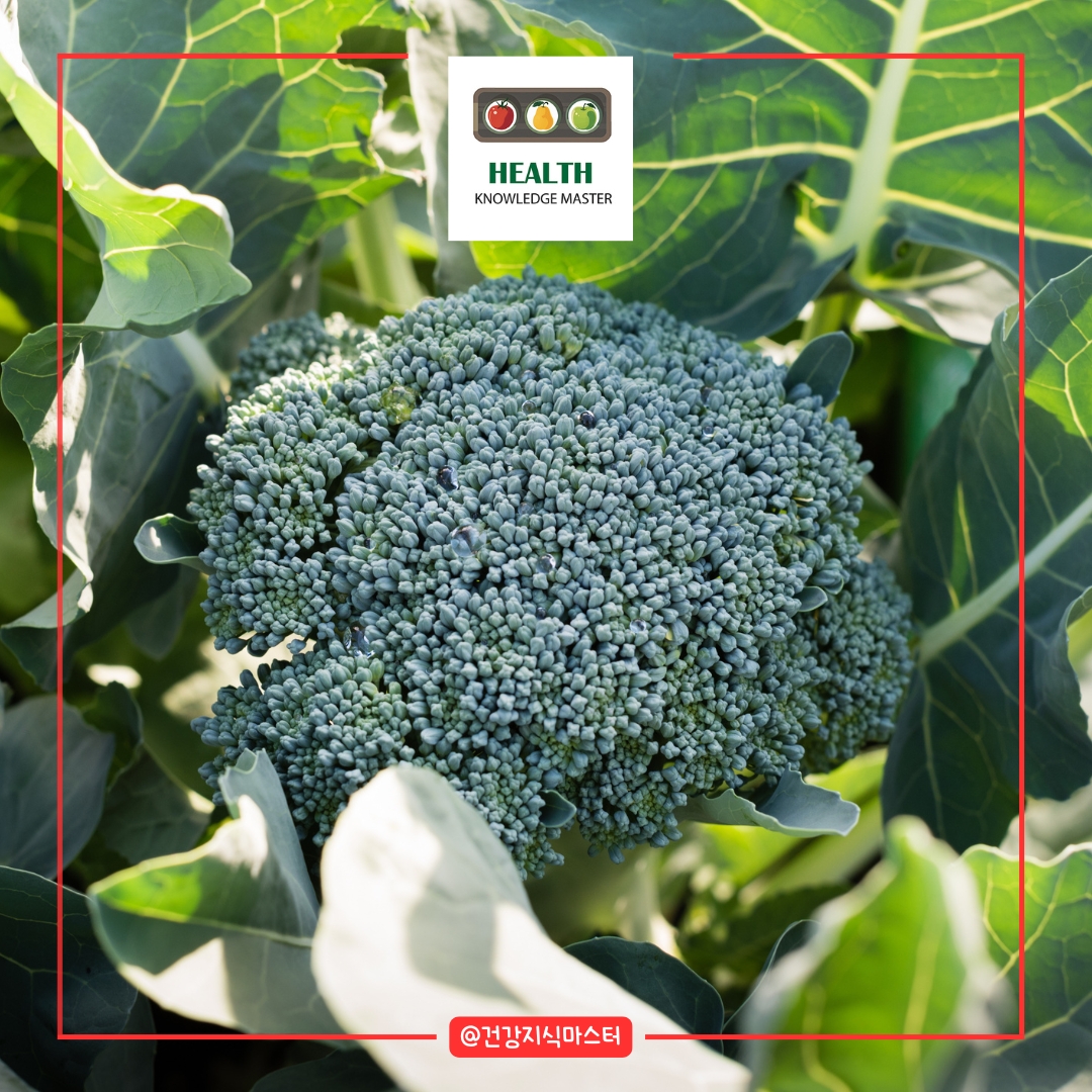 2월에 심는 작물 10가지 - 브로콜리