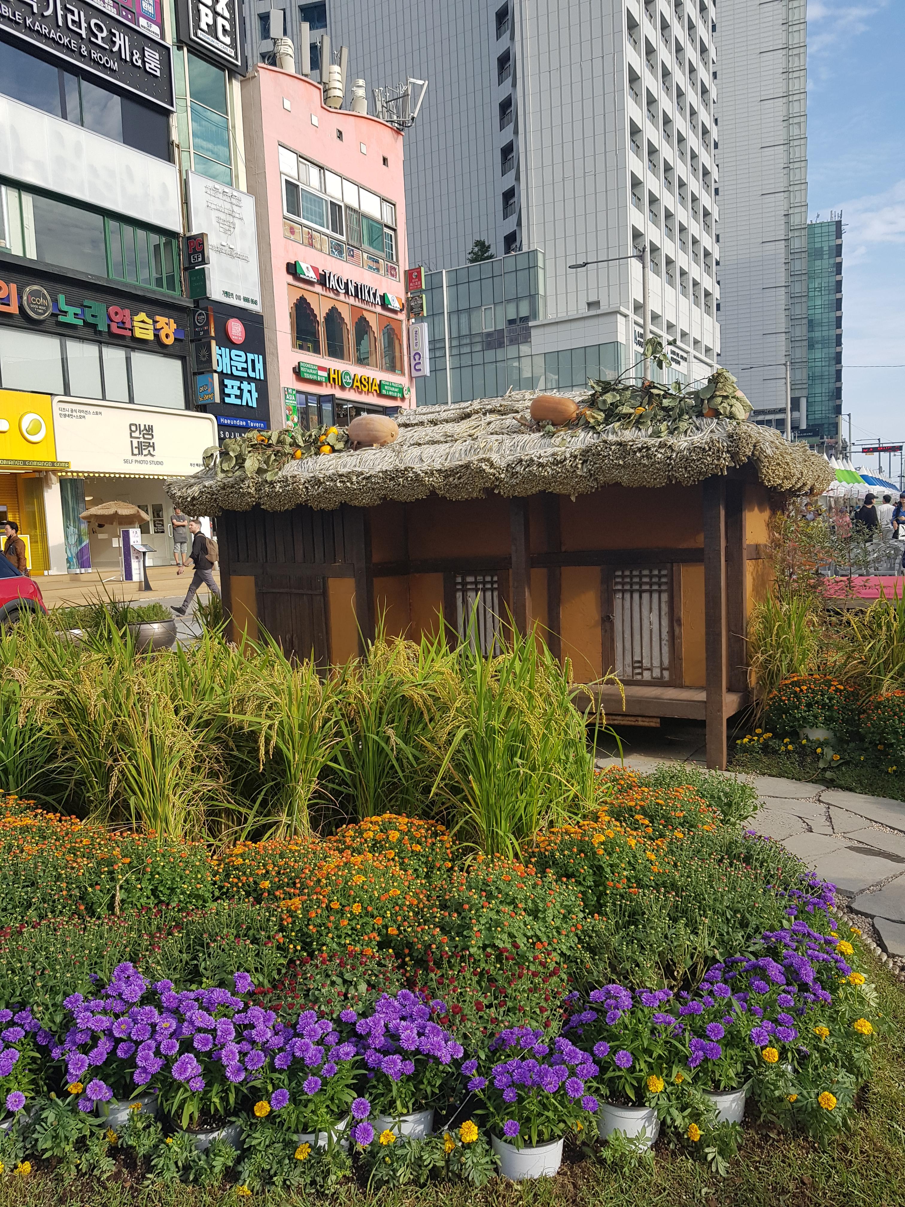 해운대-국화축제