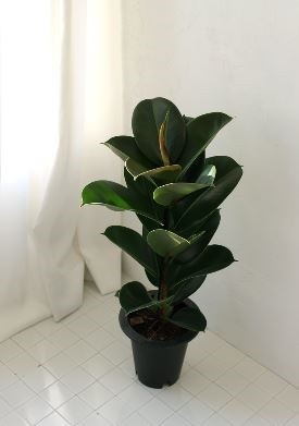 인도고무나무-화분