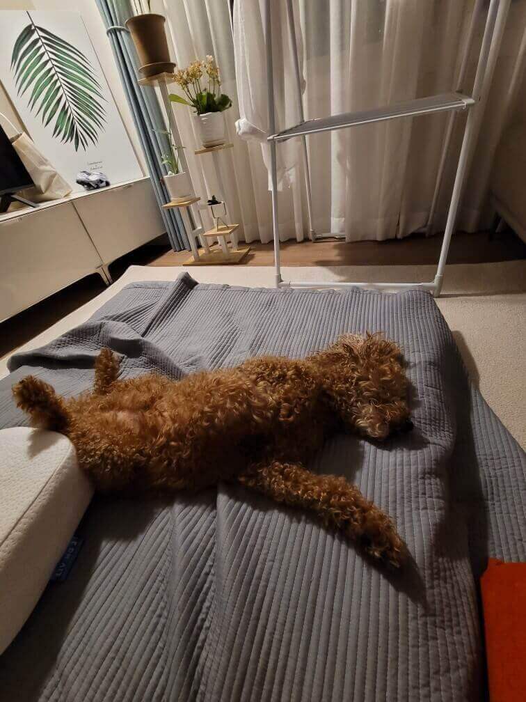 식탐 많은 강아지